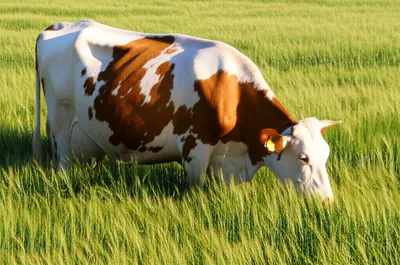 Illustration fatten - Image 1