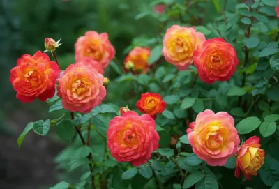 Illustration porcelains - Image 1