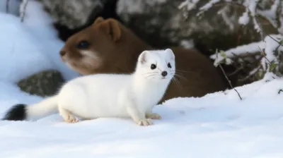 Illustration ermines - Image 1