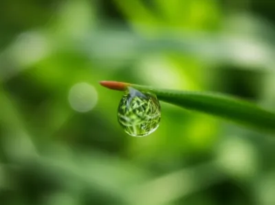 Illustration tine - Image 1