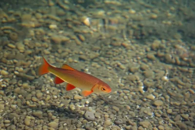 Illustration shallow - Image 1