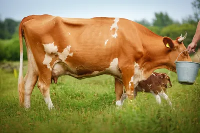 Illustration freshened - Image 1