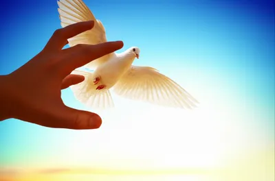 Illustration relinquished - Image 1