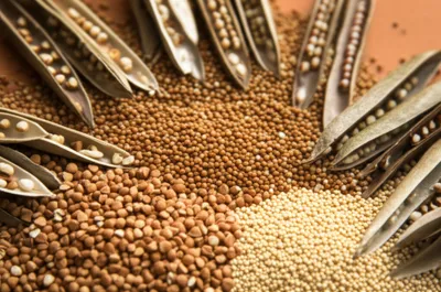 Illustration grains - Image 1