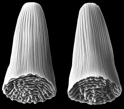 Illustration horn - Image 1