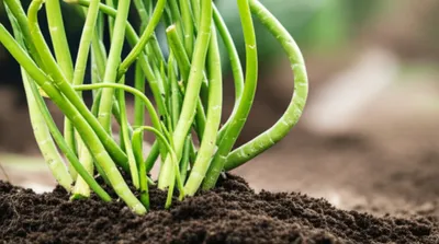 Hình ảnh minh họa stool - Ảnh 1