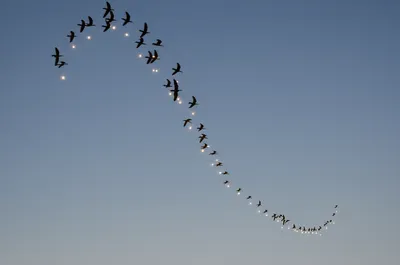 Illustration circulated - Image 1