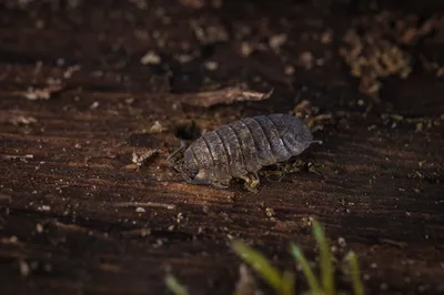 Illustration woodlouse - Image 2