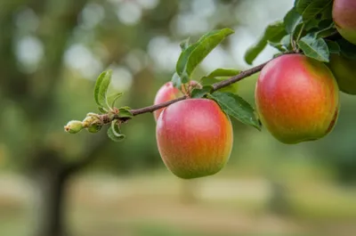 Illustration matures - Image 1