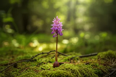 Illustration calypso - Image 1