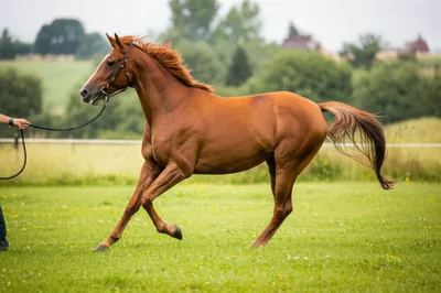 Illustration longeing