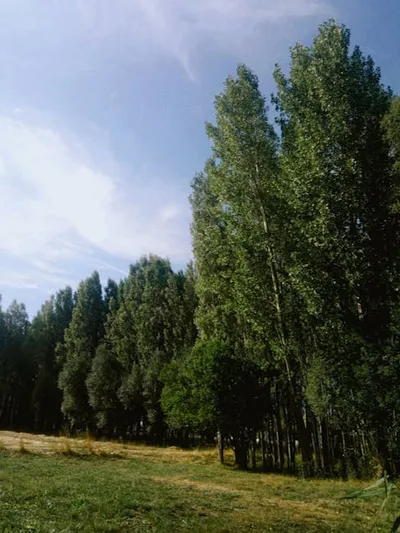 Illustration bordering - Image 2