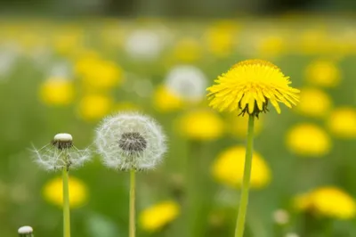 Illustration pimping - Image 1