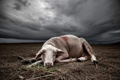 Illustration anthrax