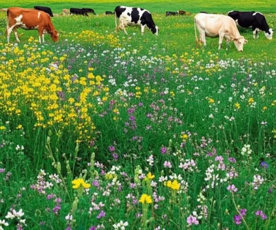 Illustration medic - Image 1