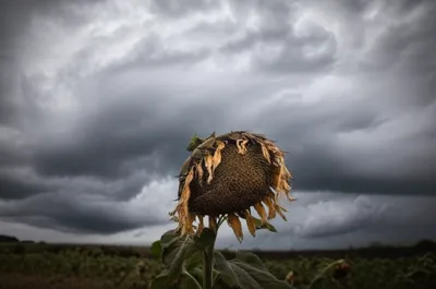 Illustration frowned - Image 1