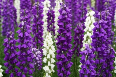 Illustration bellflowers