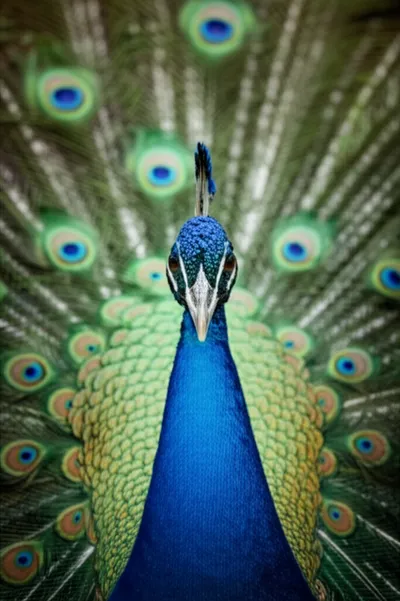 Illustration bridle - Image 1