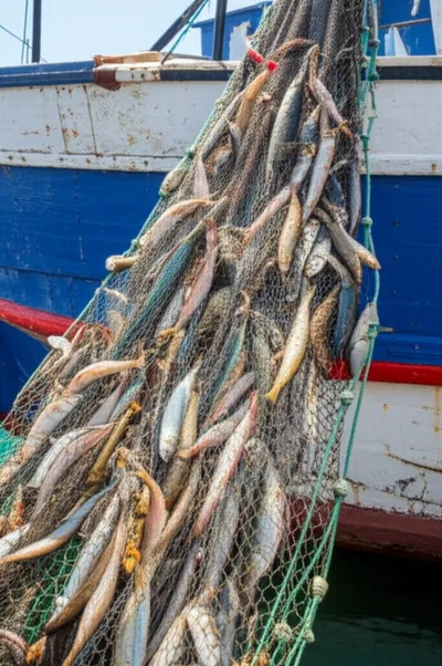 Illustration draft - Image 1