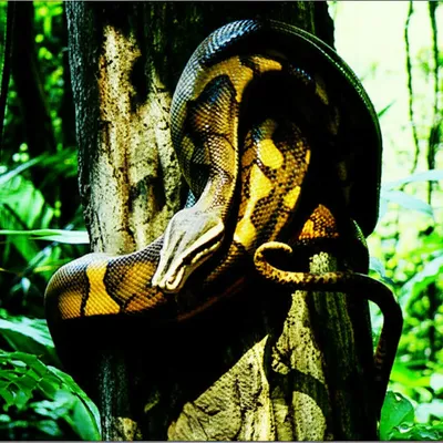 Illustration python - Image 1