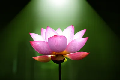 Illustration centered - Image 1