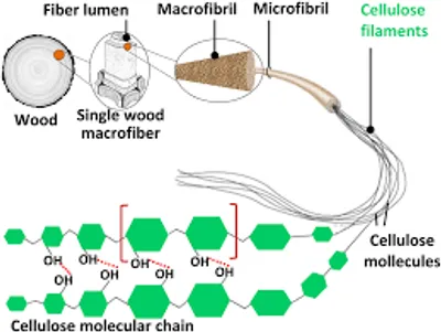 Illustration cellulose - Image 2