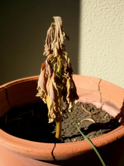 Illustration suffer - Image 1