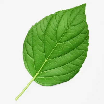 Illustration leaf