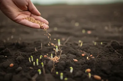 Illustration sowed - Image 1