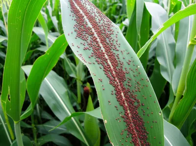 Illustration infestations