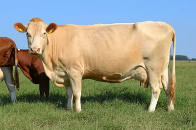 Hình ảnh minh họa cows