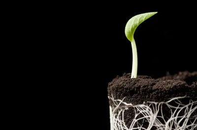 Illustration expanding - Image 1