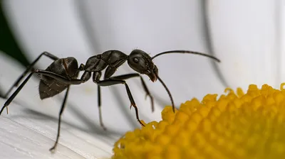 Illustration magnifications - Image 1