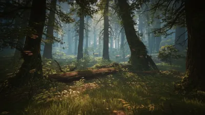 Illustration woodland