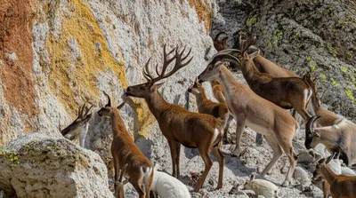 Illustration lick - Image 1