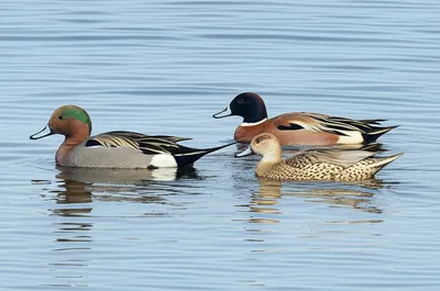 Illustration wigeons - Image 1