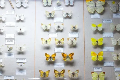 Illustration descriptions - Image 2