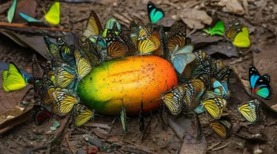 Illustration swarms - Image 1