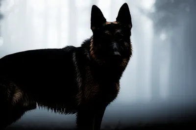 Illustration guards - Image 1