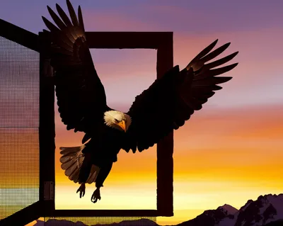 Illustration reintroduction