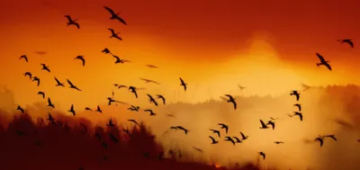 Illustration flew - Image 1