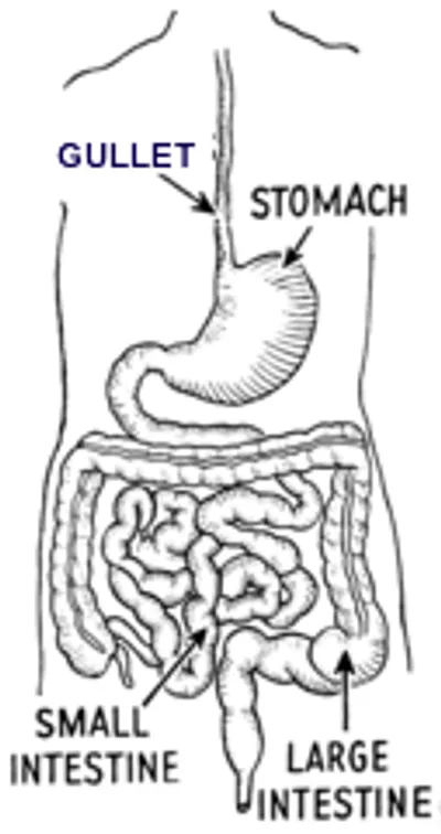 Illustration gullet - Image 2