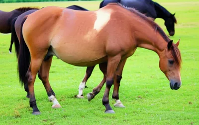 Illustration geldings - Image 1