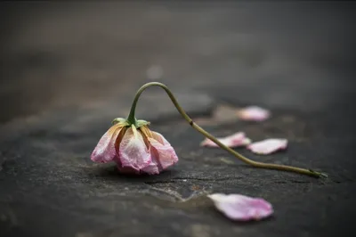 Illustration cuttings - Image 1