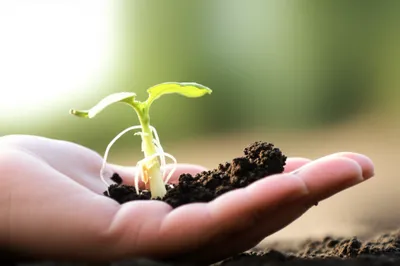 Illustration sprouts - Image 1