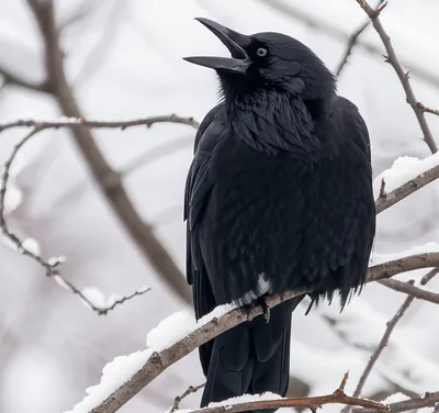 Illustration cawed - Image 1