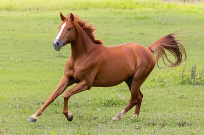 Illustration shies - Image 1