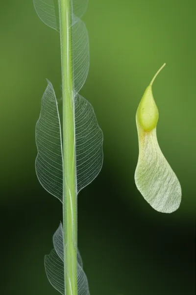 Illustration wings - Image 2