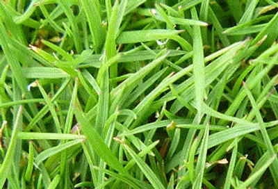 Illustration bent - Image 2