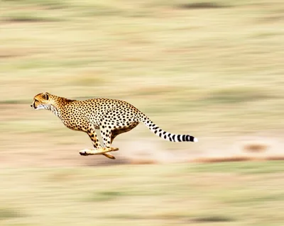 Illustration rushes - Image 1